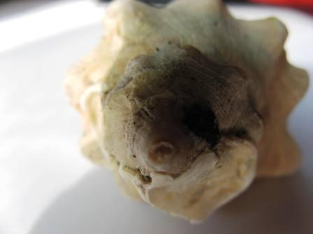 Altra identificazione !!